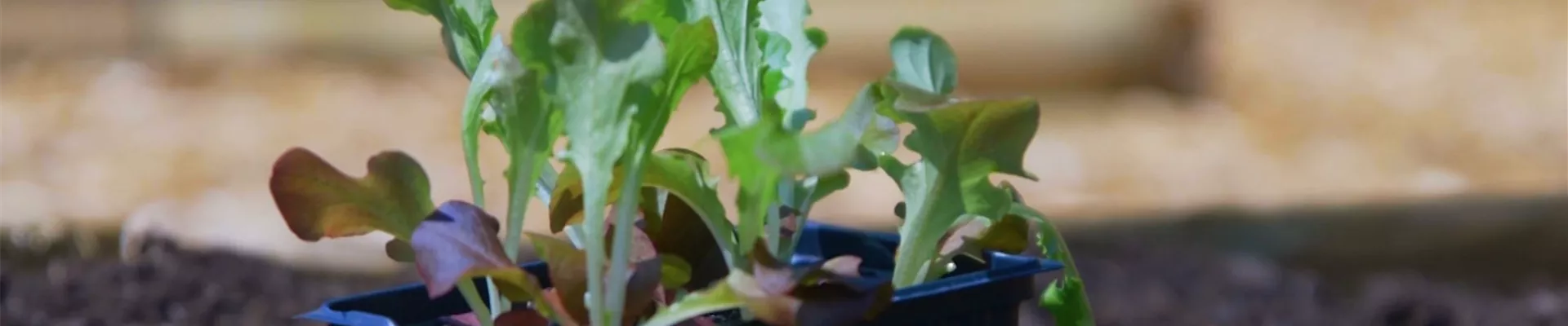 Salat - Einpflanzen ins Gemüsebeet (Thumbnail).jpg Salat - Einpflanzen ins Gemüsebeet (Thumbnail).jpg