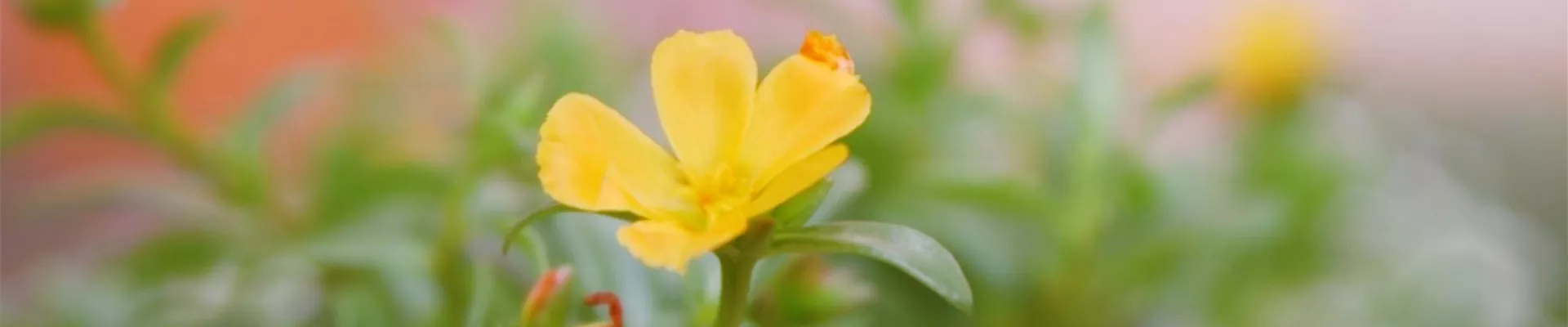 Portulakröschen - Einpflanzen im Garten (Thumbnail).jpg Portulakröschen - Einpflanzen im Garten (Thumbnail).jpg