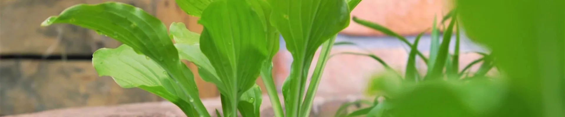 Funkie - Einpflanzen im Garten (Thumbnail).jpg Funkie - Einpflanzen im Garten (Thumbnail).jpg