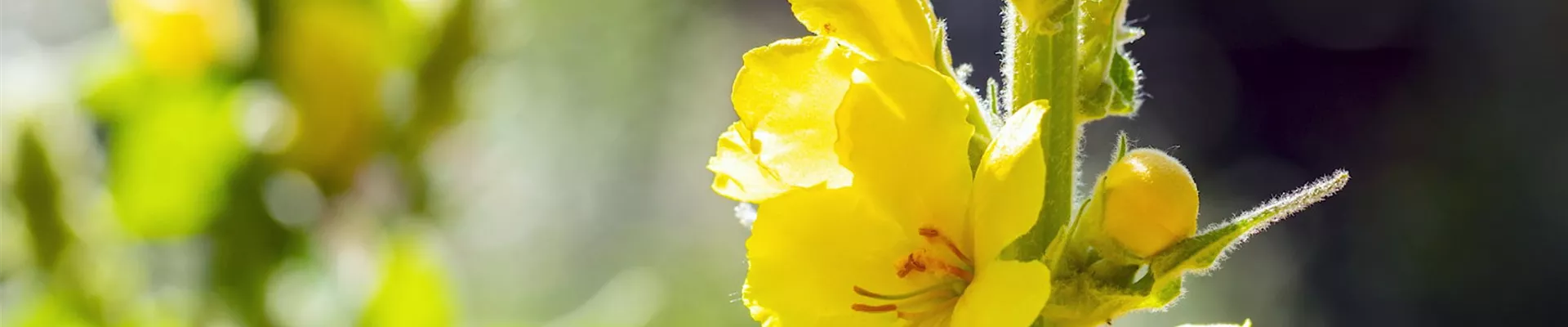 Königskerze - Einpflanzen im Garten (Thumbnail).jpg Königskerze - Einpflanzen im Garten (Thumbnail).jpg