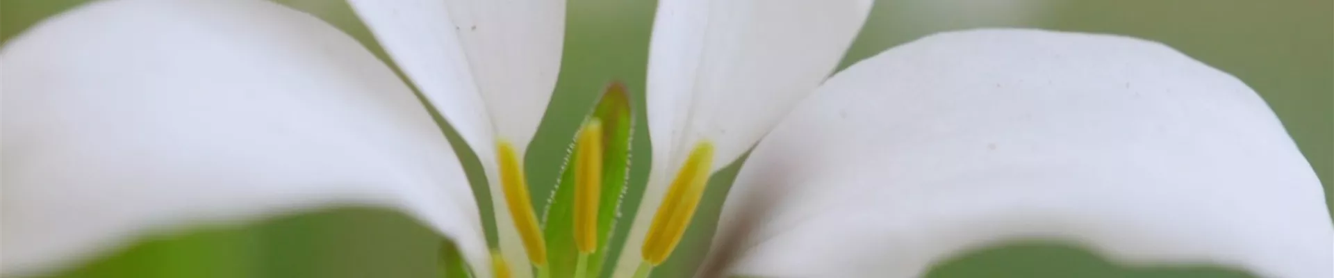 Spinnenblume - Einpflanzen im Garten (Thumbnail).jpg Spinnenblume - Einpflanzen im Garten (Thumbnail).jpg