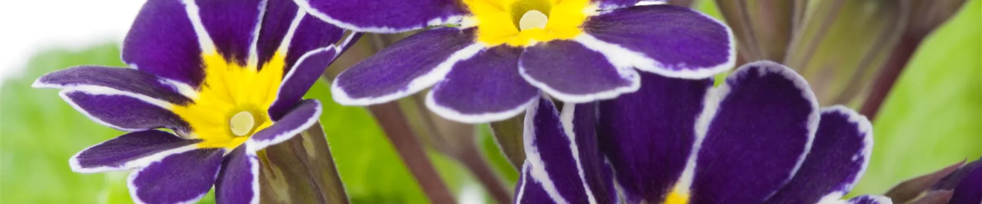 Schlüsselblume - Einpflanzen im Garten (Thumbnail).jpg