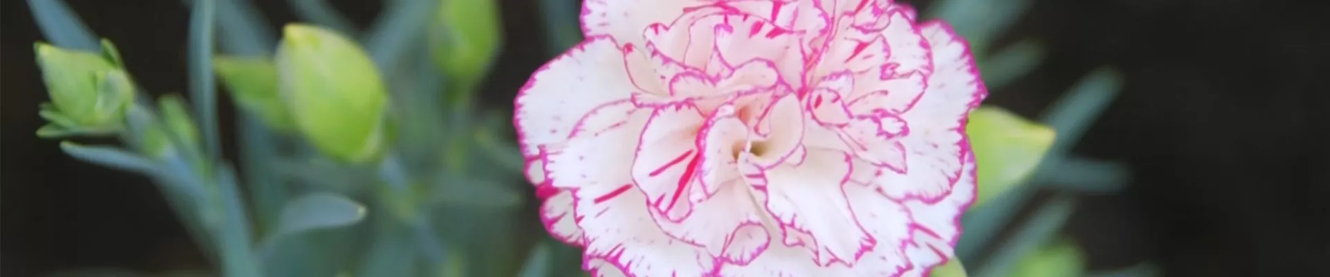 Landnelke - Einpflanzen im Garten (Thumbnail).jpg Landnelke - Einpflanzen im Garten (Thumbnail).jpg