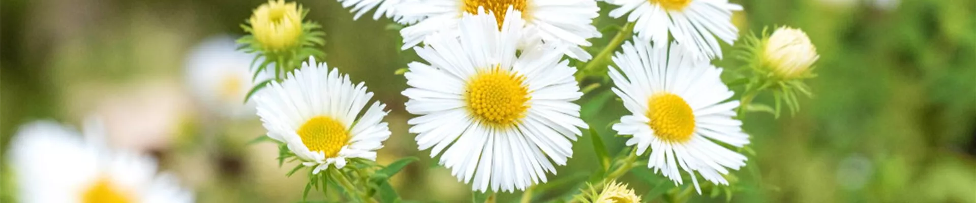 Rauhblatt Aster- Einpflanzen im Garten (Thumbnail).jpg Rauhblatt Aster- Einpflanzen im Garten (Thumbnail).jpg