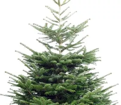Weihnachtsbaum Nordmanntanne Weihnachtsbaum Nordmanntanne