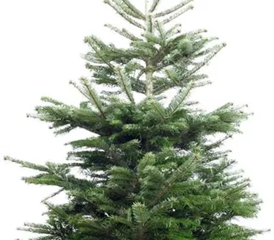 Weihnachtsbaum Nordmanntanne Weihnachtsbaum Nordmanntanne