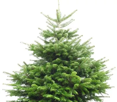 Weihnachtsbaum Nordmanntanne Weihnachtsbaum Nordmanntanne
