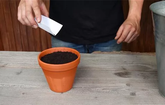 Oregano - Aussäen von Samen Oregano - Aussäen von Samen