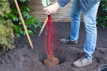 Hartriegel - Einpflanzen im Garten Hartriegel - Einpflanzen im Garten