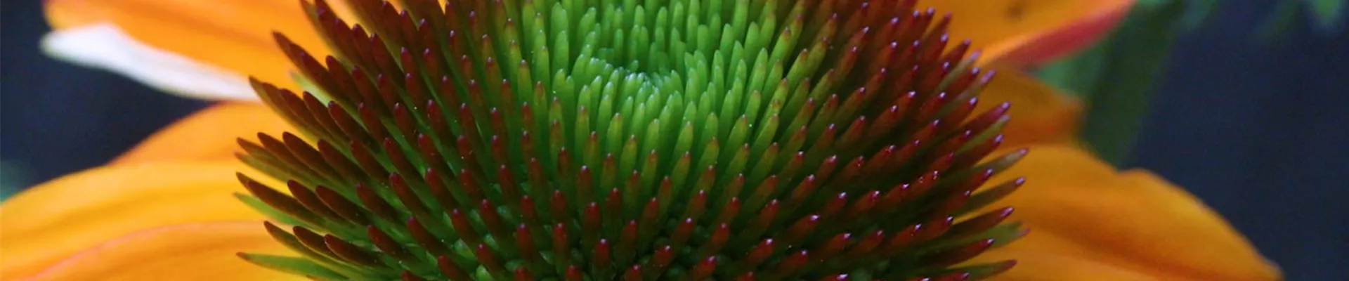 Purpursonnenhut - Einpflanzen im Garten (thumbnail) .jpg Purpursonnenhut - Einpflanzen im Garten (thumbnail) .jpg