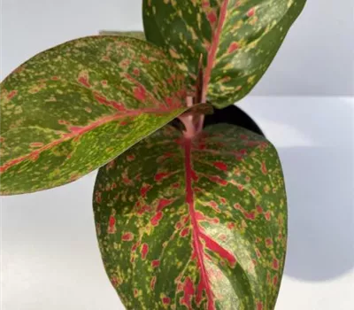 Aglaonema Star Dust Aglaonema Star Dust