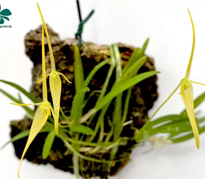 Barbosella cucullata aufgebunden Barbosella cucullata aufgebunden
