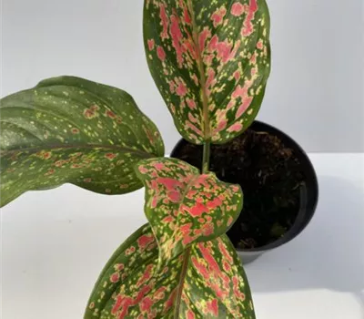 Aglaonema Venus Aglaonema Venus
