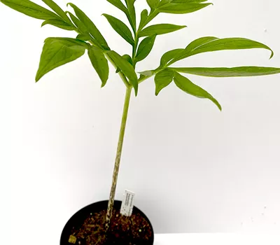 Amorphophallus mossambicensis Amorphophallus mossambicensis