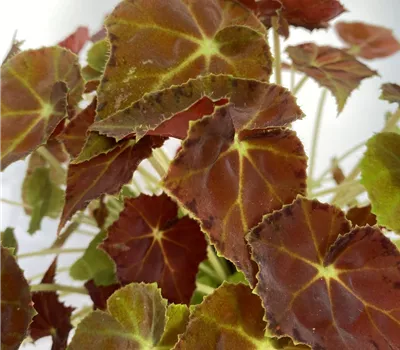 Begonia grün/ dunkel rotes Blatt Begonia grün/ dunkel rotes Blatt