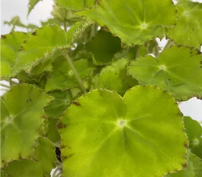 Blattbegonie mit grünem Blatt Blattbegonie mit grünem Blatt