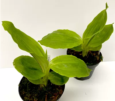 Anguloa eburnensis Anguloa eburnensis