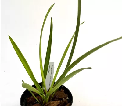 Arpophyllum spicatum Arpophyllum spicatum