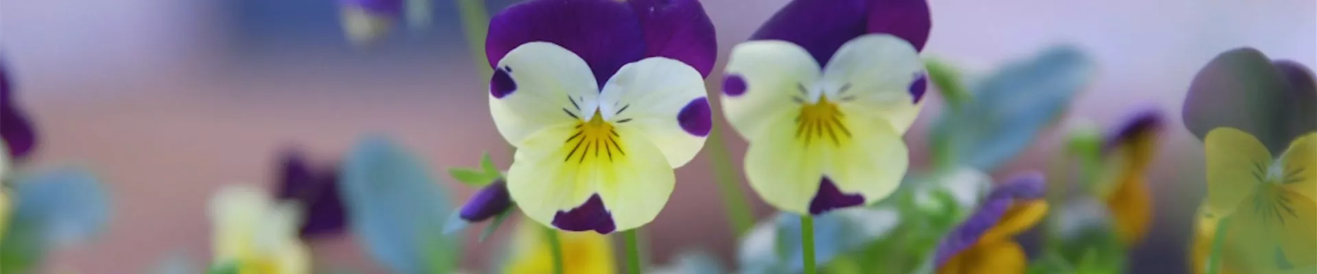 Wildes Stiefmütterchen - Einpflanzen im Garten (Thumbnail).jpg Wildes Stiefmütterchen - Einpflanzen im Garten (Thumbnail).jpg