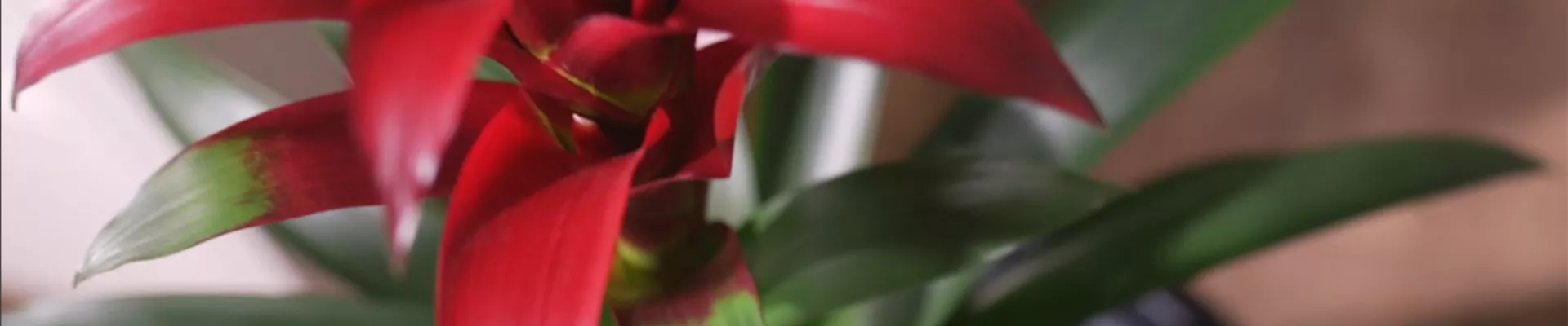 Zimmerpflanzenportrait Bromelie rot (Thumbnail).jpg Zimmerpflanzenportrait Bromelie rot (Thumbnail).jpg