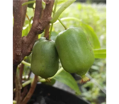 Kiwi 'Super Issai' Kiwi 'Super Issai'