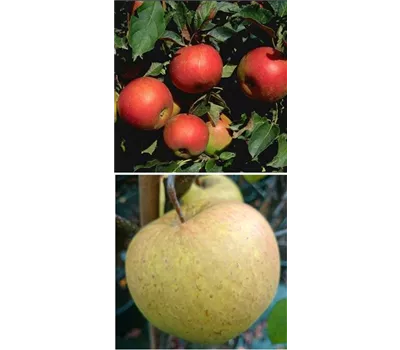 Apfel DUO 'Idared/Gehrers Rambur' Apfel DUO 'Idared/Gehrers Rambur'