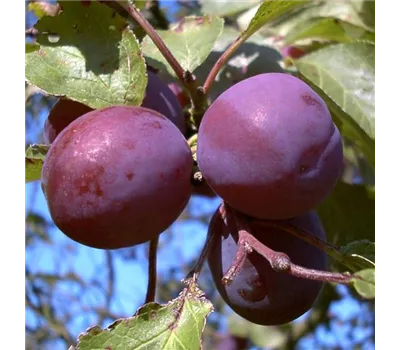 Pflaume 'Königin Viktoria' Pflaume 'Königin Viktoria'