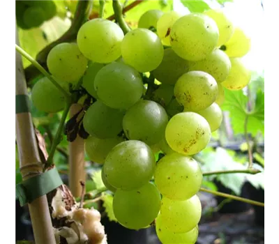 Weinrebe 'Glenora' , gelb Weinrebe 'Glenora' , gelb