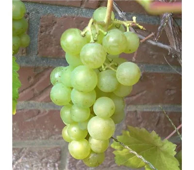 Weinrebe 'Phoenix' Weinrebe 'Phoenix'