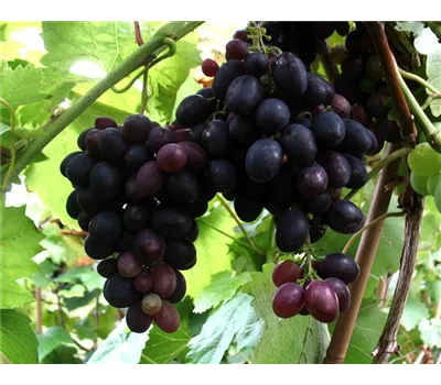 Weinrebe 'Kyoho' Weinrebe 'Kyoho'