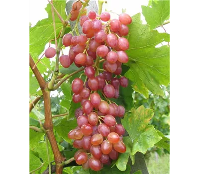 Weinrebe 'Suffolk Red' Weinrebe 'Suffolk Red'
