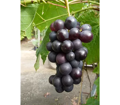 Weinrebe 'Venus' Weinrebe 'Venus'