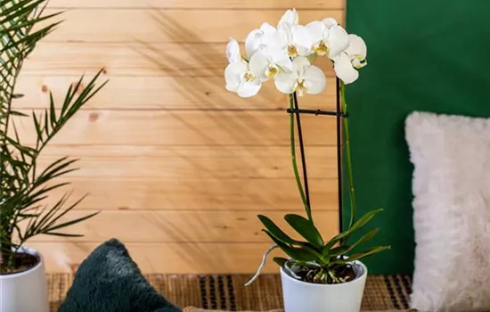 Die einmaligen Besonderheiten von Orchideen Die einmaligen Besonderheiten von Orchideen