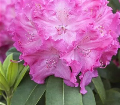 Rhododendron Hybr.'Germania' III Rhododendron Hybr.'Germania' III