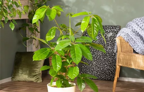 Die Vielfalt der Zimmerpflanzen ist unendlich und wunderschön Die Vielfalt der Zimmerpflanzen ist unendlich und wunderschön