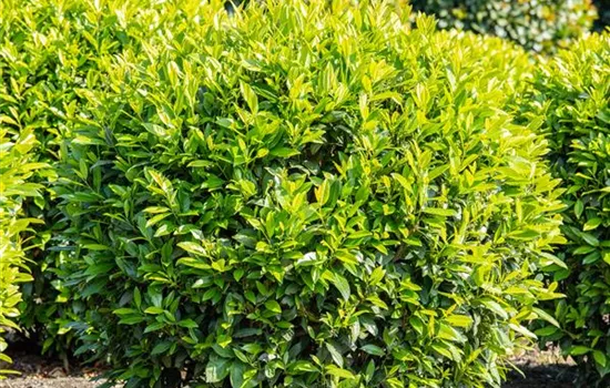 Kirschlorbeer – Der beliebte Gartenbewohner Kirschlorbeer – Der beliebte Gartenbewohner