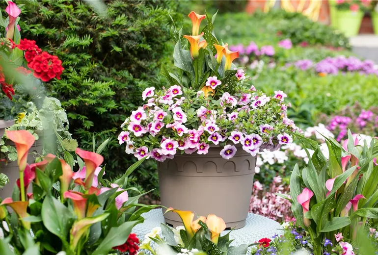Zantedeschia 'Patio Calla'