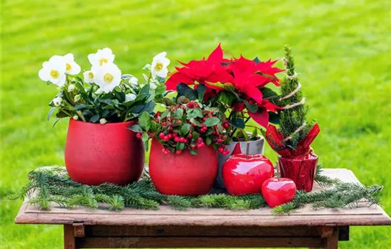 Mit den besten Pflanzen zu Weihnachten festliche Stimmung schaffen Mit den besten Pflanzen zu Weihnachten festliche Stimmung schaffen
