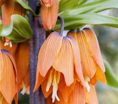 Kaiserkrone 'Rubra' - Blumenzwiebel Kaiserkrone 'Rubra' - Blumenzwiebel