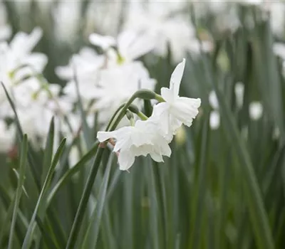 Edelnarzisse 'Thalia' - 10 Blumenzwiebeln Edelnarzisse 'Thalia' - 10 Blumenzwiebeln