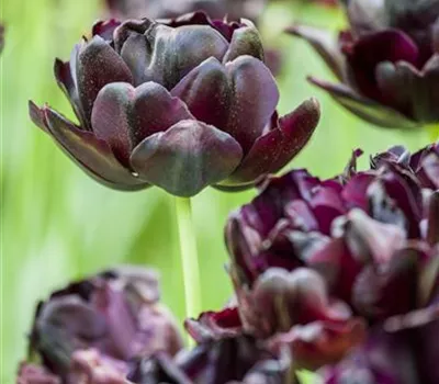 7 Blumenzwiebel - Tulpe 'Black Hero' 7 Blumenzwiebel - Tulpe 'Black Hero'