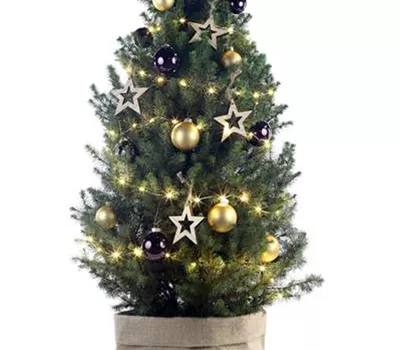 Weihnachtsbäumchen - gold-braun Weihnachtsbäumchen - gold-braun