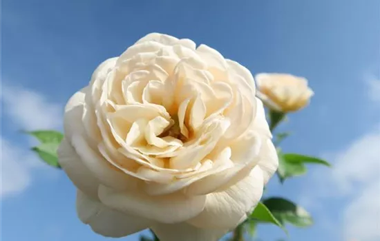 Strauchrose 'Artemis'® Strauchrose 'Artemis'®