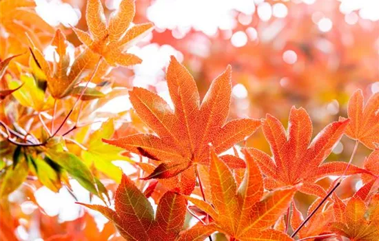 Die schönsten Gehölze für den goldenen Herbst Die schönsten Gehölze für den goldenen Herbst