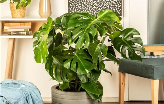 Die 5 besten Pflanzen fürs Homeoffice Die 5 besten Pflanzen fürs Homeoffice