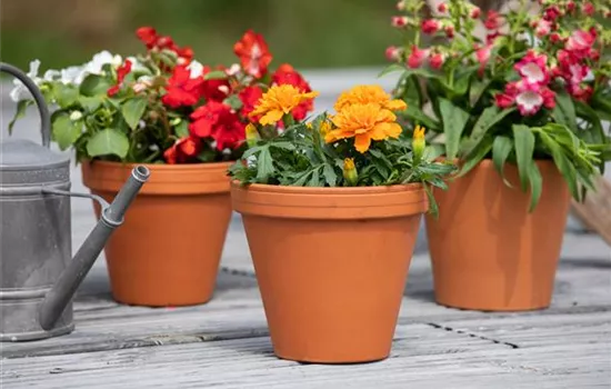 In der Menge des Angebots die richtigen Pflanzgefäße finden In der Menge des Angebots die richtigen Pflanzgefäße finden