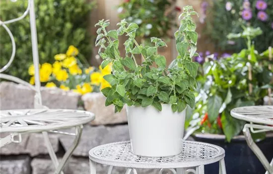 Mediterrane Kräuter im eigenen Garten – Genuss für alle Sinne Mediterrane Kräuter im eigenen Garten – Genuss für alle Sinne