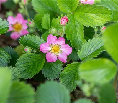 Monats-Erdbeere Monats-Erdbeere