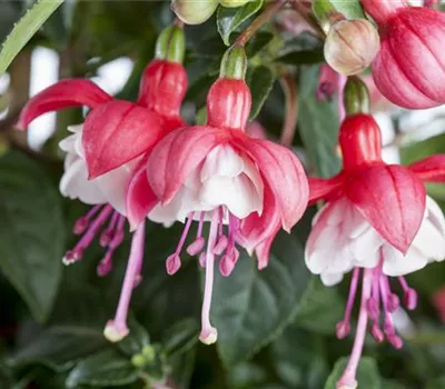 Fuchsie Fuchsie