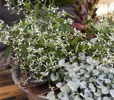 Dichondra 'Silver Falls' Dichondra 'Silver Falls'